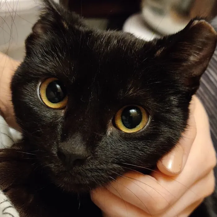 My Foster's Adoption Profile Has Zero Views After A Week.... Why Does Nobody Want Her??