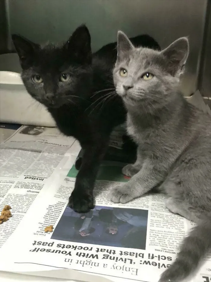 Acabo de adoptar a estos dos socios criminales