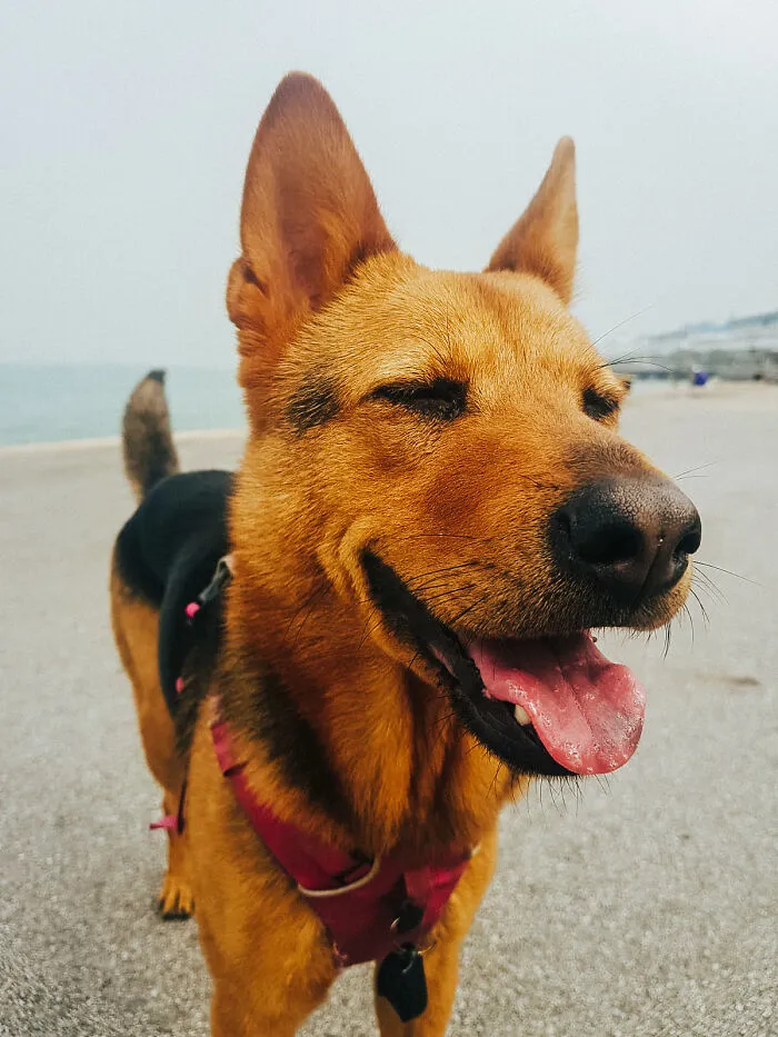 Cuando la adopté, me propuse ver esta sonrisa lo más a menudo posible