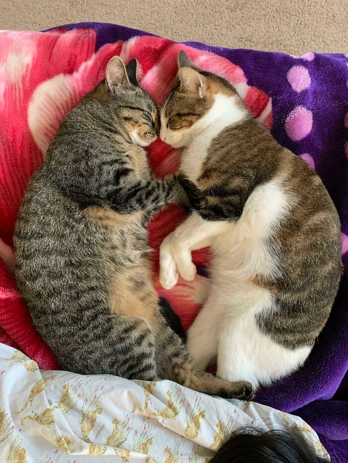 Sumi(atigrado) y Waka. Adoptados juntos y eran de oro. Tristemente perdimos a Waka hace un año y esta era la mejor foto de ellos juntos