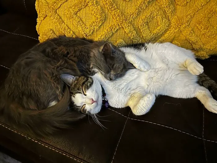 Adopté a estos bebés tan unidos el jueves... lloro