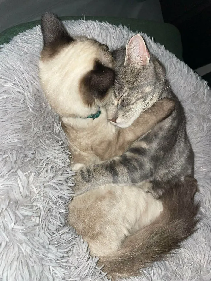 4 Y/O Rescue And His 5 M/O Best Bud. Totally Inseparable Since Day 1
