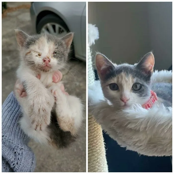 ¡El poder del rescate! Rescato Animales. Esta es Pearl el día que la encontré, y hoy en su hogar definitivo