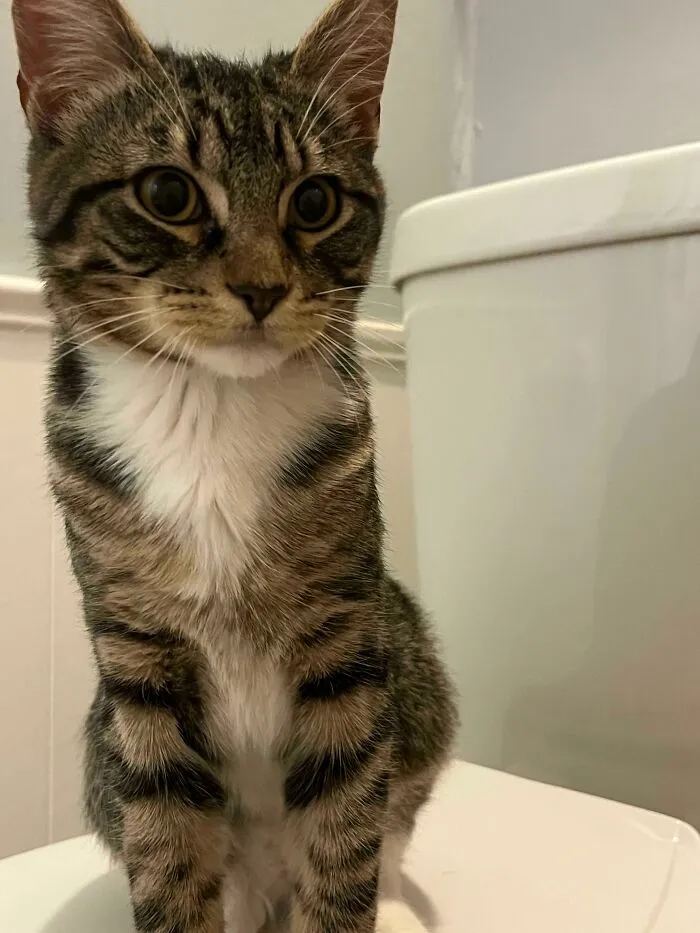Help Me Name Our New Rescue! He’s Really Mischievous And Playful