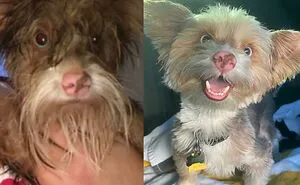 50 Soul-Healing Rescue Pet Pics To Make You Smile (January Edition)