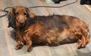 50 Soul-Healing Rescue Pet Pics To Make You Smile (January Edition)