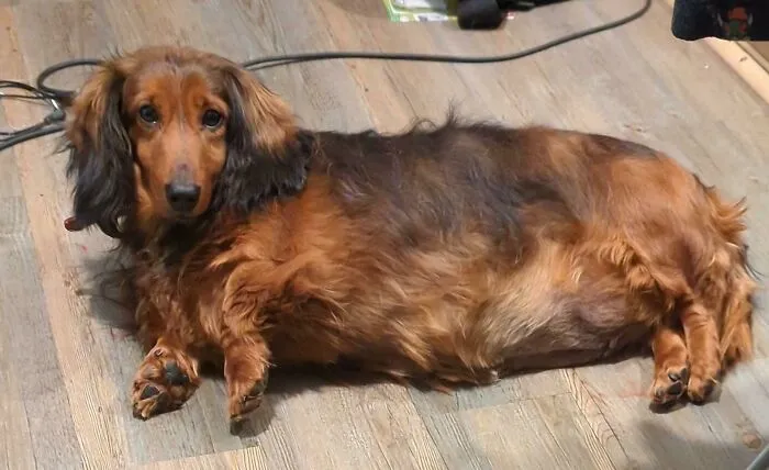 We Just Rescued This Little Pudding. She's Called Penny. She's Very Overweight. Any Advice/Tips On Getting Her Weight Down Would Be Very Much Appreciated