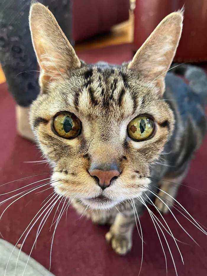 My Friend Just Adopted An 18 Year Old Cat Named Cat