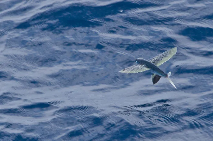 30 Of The Most Creepy Or Weird Things People Witnessed In Oceans, As Shared In This Online Group