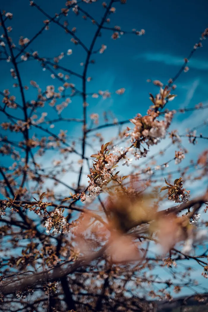 March 2022 – On A Walk In The Woods Of My Hometown. Shot With Sony A7 III + 50 Or 85mm