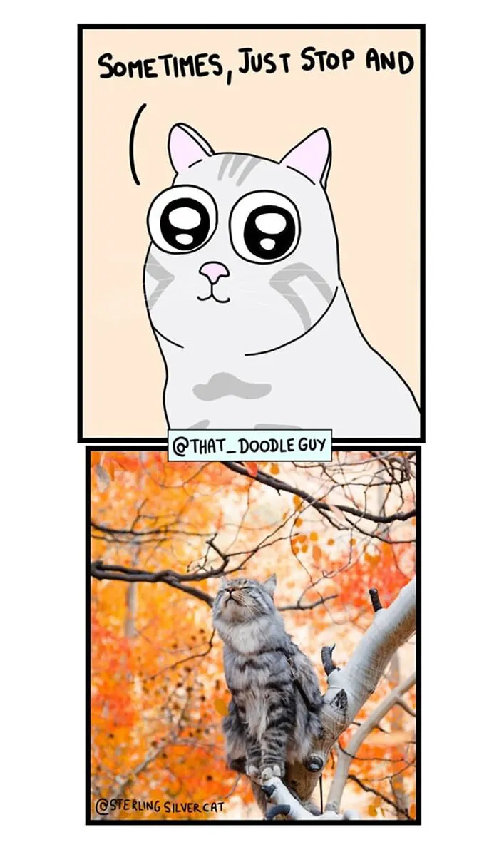My 30 Comics Showing The Backstory Of Popular Animal Pictures
