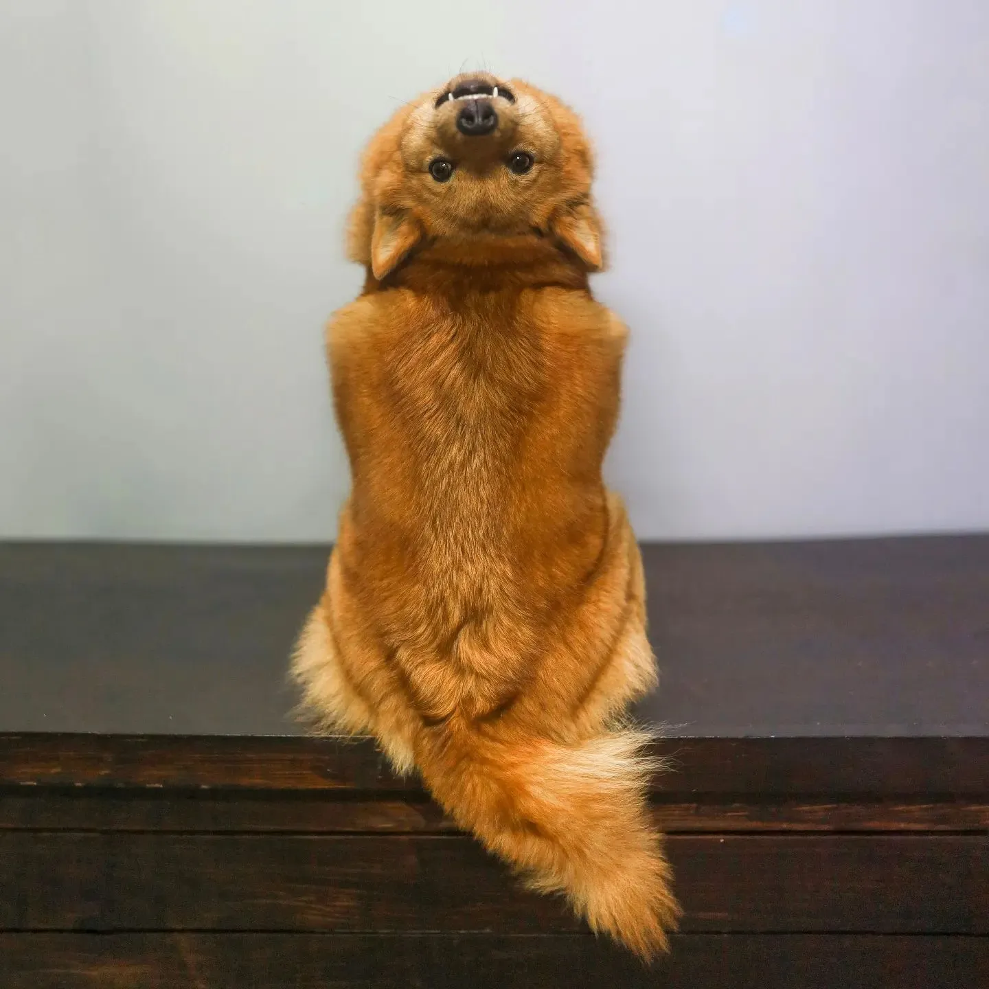 Meet Kiko, The Dog That Is Impressing With His Turn Of The Neck