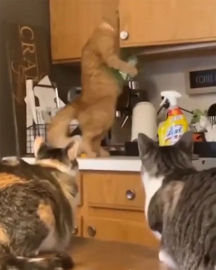 Lookouts Observing A Crime In Process