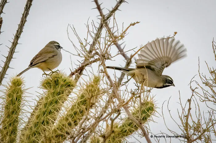 Desert Sparrows Aka Black Throated Sparrows Can Be Found Throughout The Park