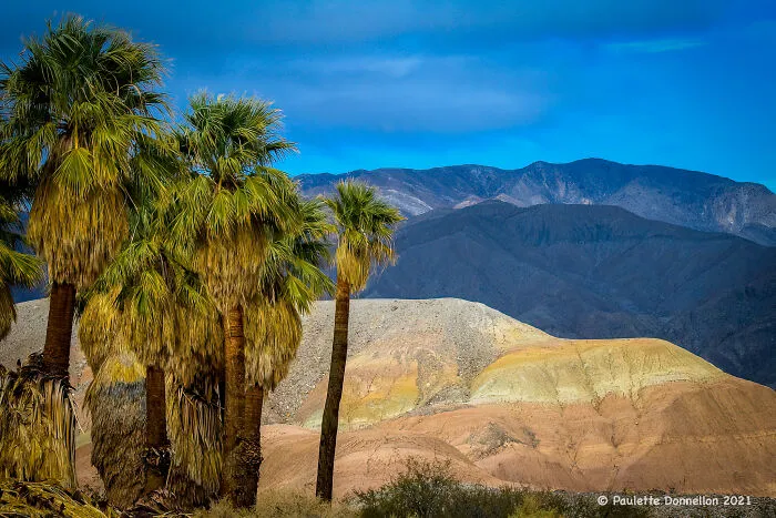 17 Palms Oasis
