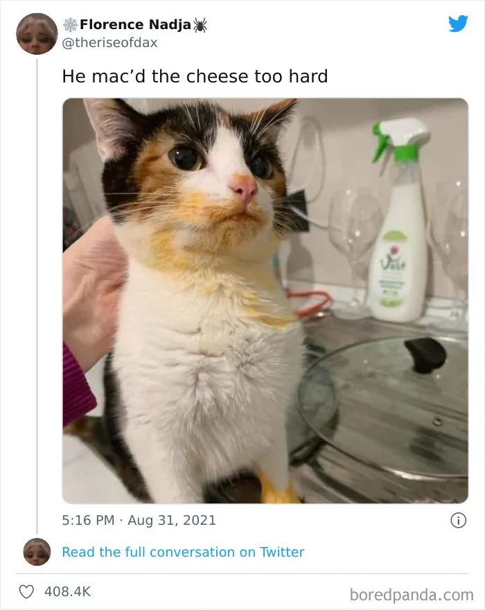 50 Times Cats Did Such Hilarious And Weird Things, Their Owners Just Had To Share The Pics Online (New Pics)
