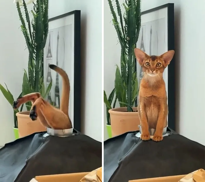 I Can't Believe He Got Those Ears To Fit