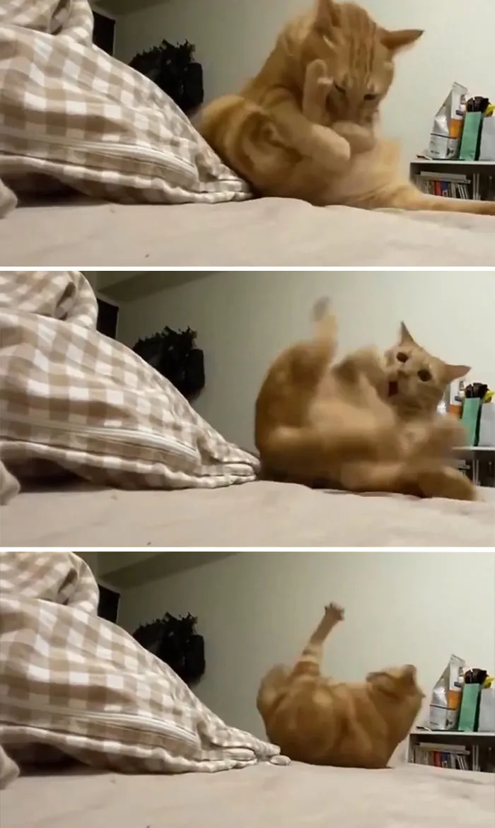 Orange Kitty Lost The Single Brain Cell In The Middle Of Grooming