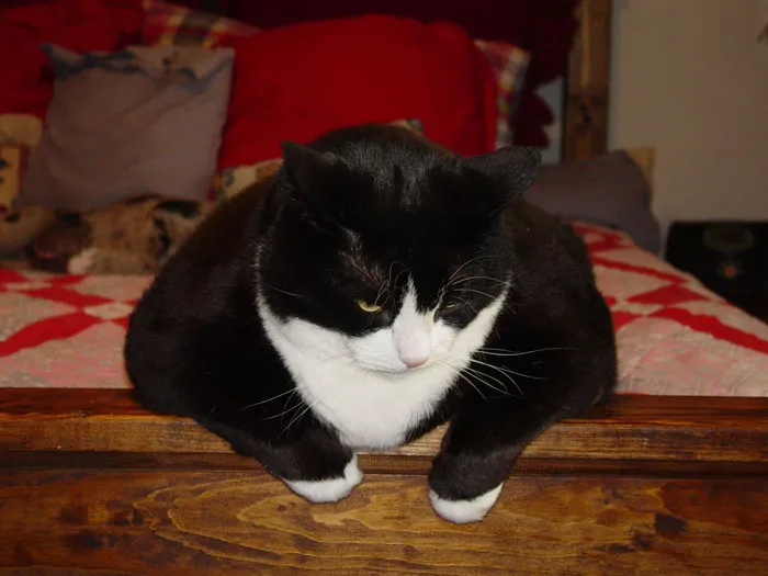 Obese Animals
