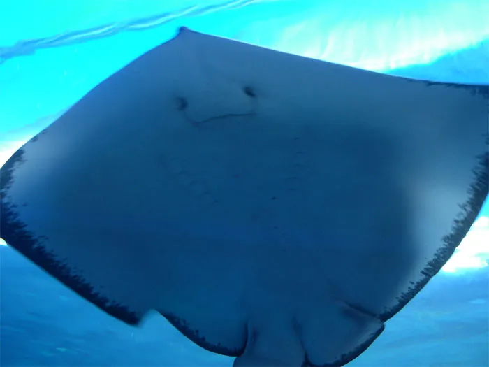 30 Of The Most Creepy Or Weird Things People Witnessed In Oceans, As Shared In This Online Group