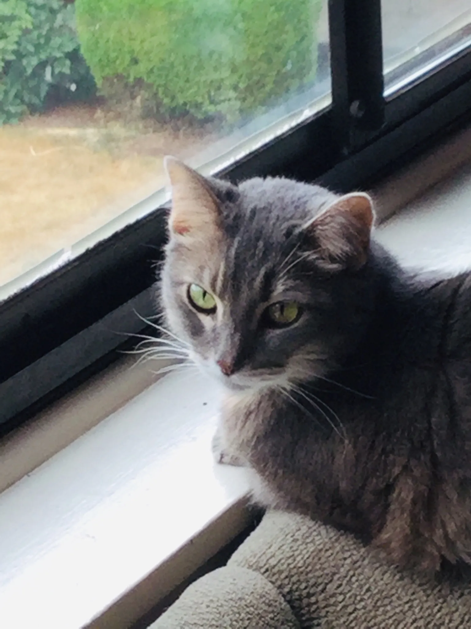 Put Some Filters On A Cat.