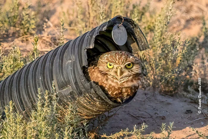 Oscar The Grouch In Real Life Aka A Burrowing Owl.  Seen At The Sonny Bono Salton Sea National Wildlife Refuge Just Outside Of The Park