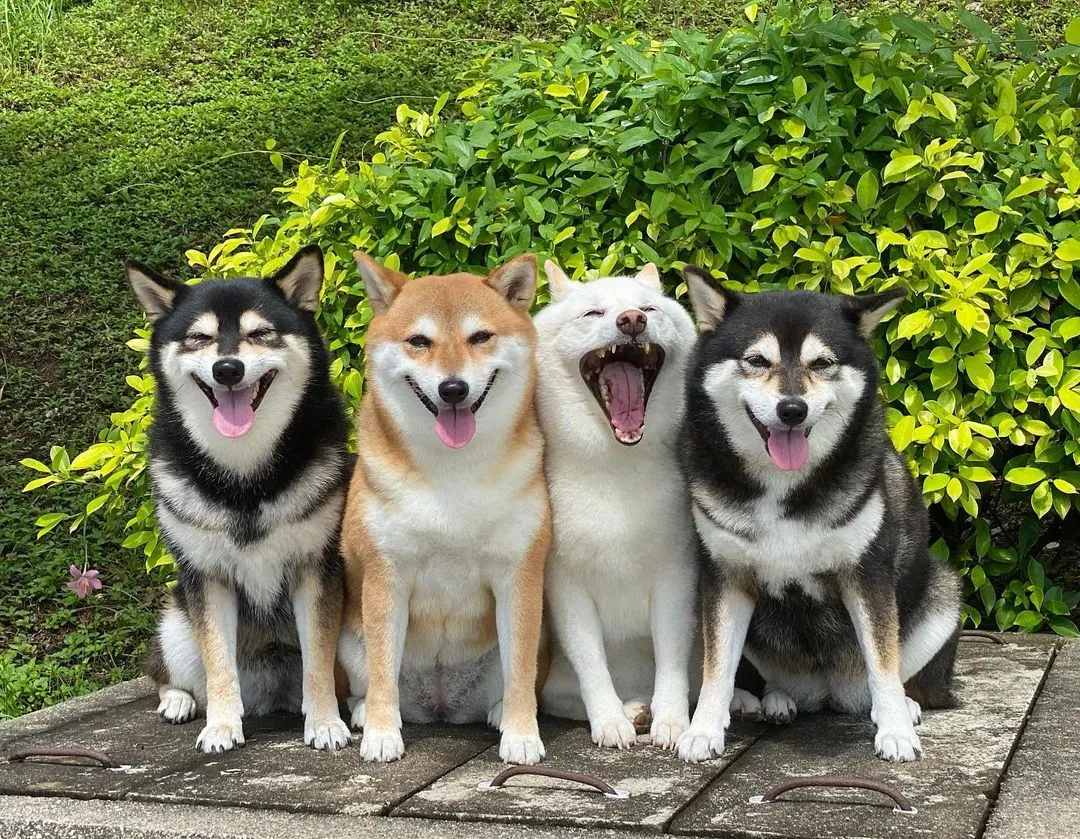 Meet Hina, The Little Dog Who Always Spoils Family Photos, Creating Cute And Funny Moments