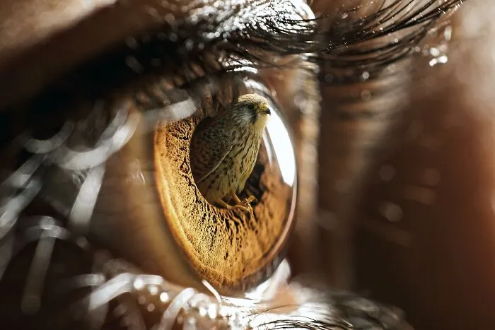 I Created 10 Fantasy Eye Art Pieces Using Photoshop