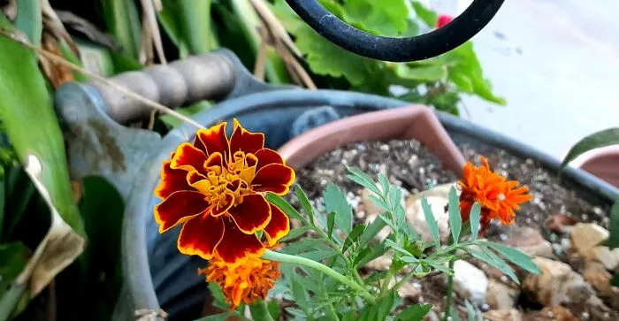 My Best 35 Flower Photos