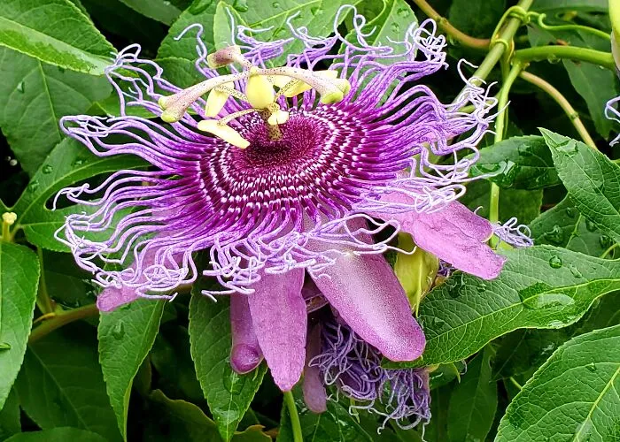 My Best 35 Flower Photos