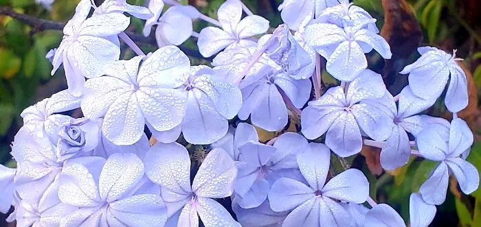 My Best 35 Flower Photos