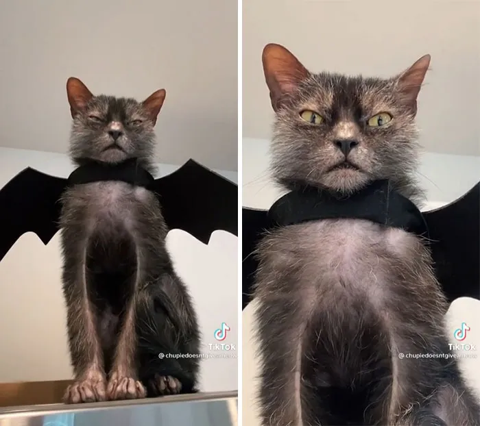 Lykoi Disapproves Of Your Shenanigans