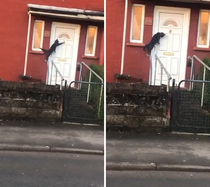 This Cat Trying To Get Someone To Answer The Door