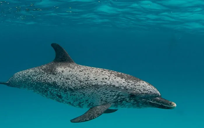 30 Of The Most Creepy Or Weird Things People Witnessed In Oceans, As Shared In This Online Group