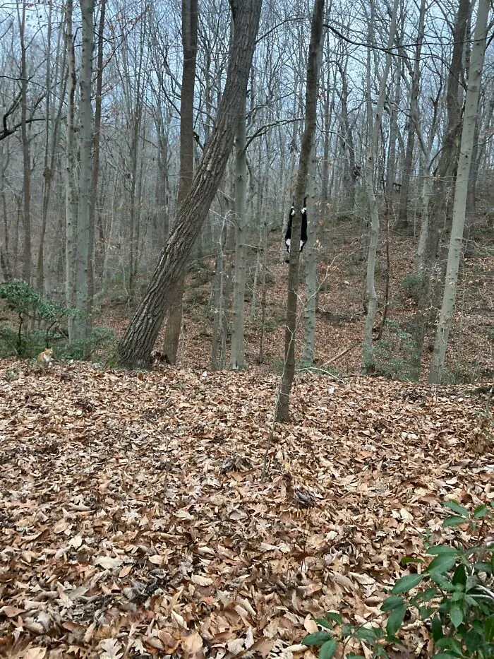 30 Cats Who Are The True Masters Of 'Hide And Seek' As Shared On This Twitter Page