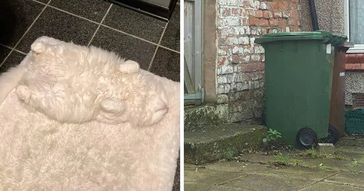 30 Gatos que son unos verdaderos maestros jugando al escondite