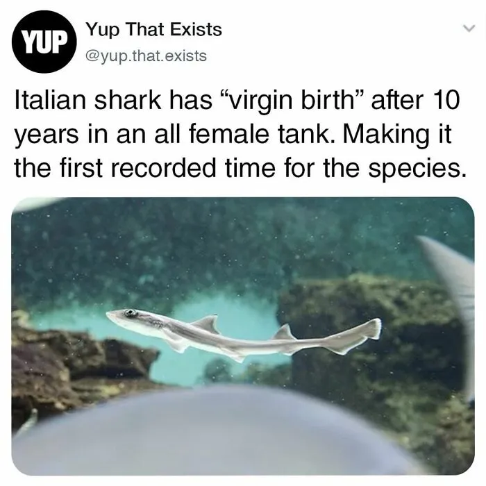 50 Things You Probably Never Knew Existed Shared By "Yup That Exists" Instagram Page