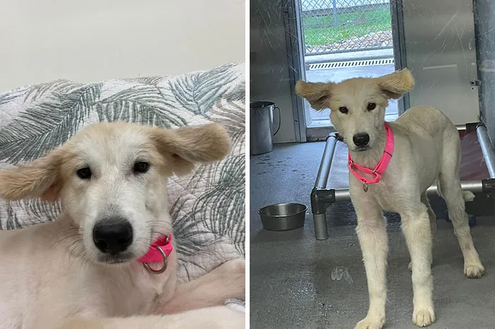 I Was Told My New Rescue Pup Has The Rarest Of Ears