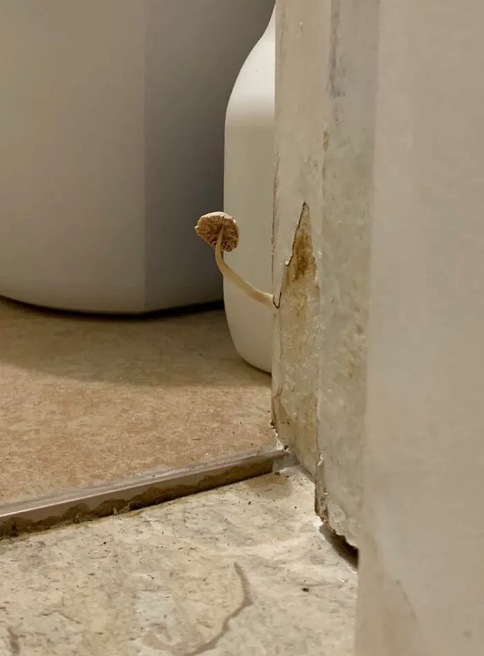 At My Airbnb There’s A Mushroom Growing Out Of The Bathroom Door