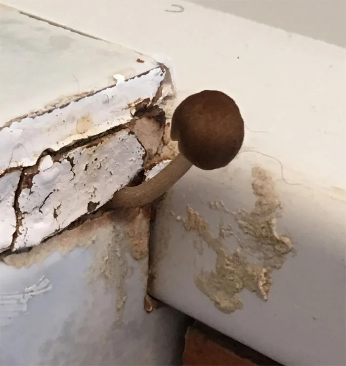 What Happens When Your Landlord Refuses To Deal With Bathroom Damp Properly
