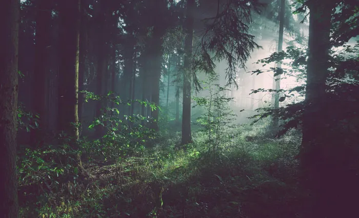 30 Common Survival Myths That Are Actually Dangerous