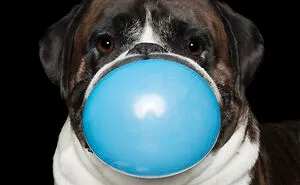 I Photographed This Boxer Dog Holding His Favorite Things (13 Pics)