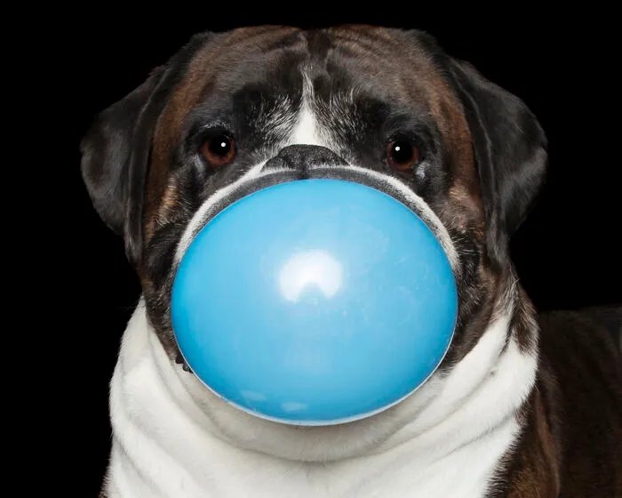 Dozer And The Blue Balloon (Don't Try This At Home)