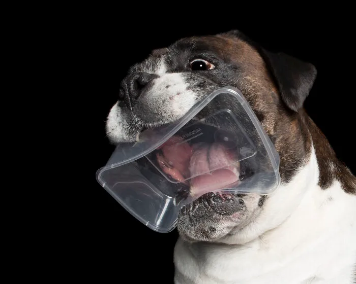 Dozer And The Empty Clear Container