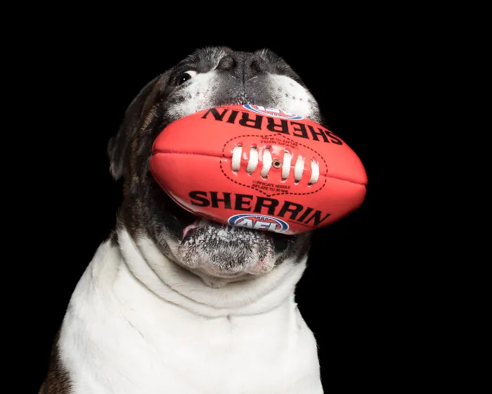 Dozer And The Red Ball