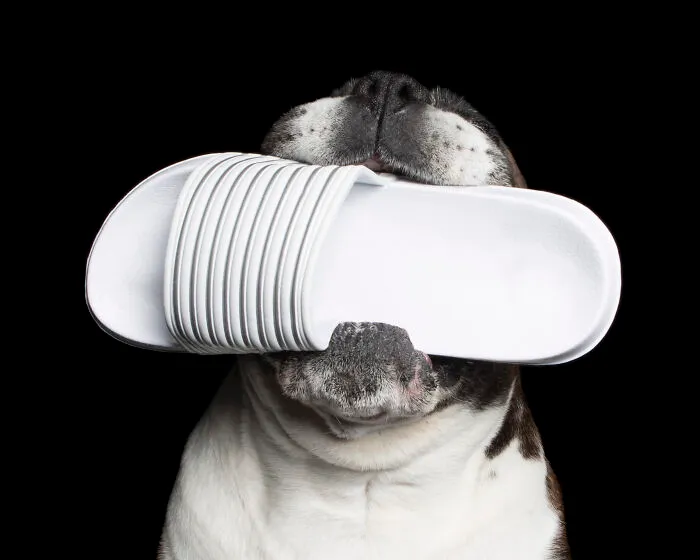 Dozer And The White Shoe
