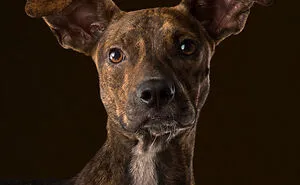 I Took Pictures Of Adorable Dogs And Cats At Animal Shelters And Rescues In The United States (17 Pics)