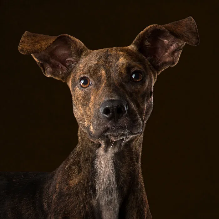 Bruno