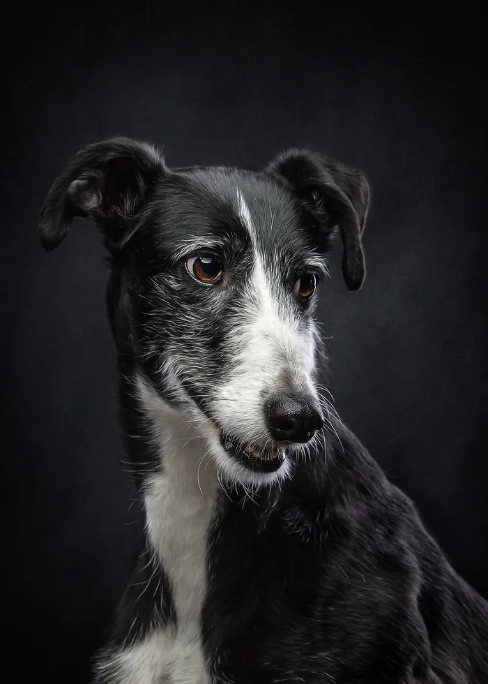 I Take Photos Of Galgos To Bring Attention To Their Terrible Living Conditions (34 Pics)