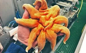Russian Fisherman Posts Terrifying Creatures Of The Deep Sea That He Comes Across, And People Want Him To Stop (30 New Pics)